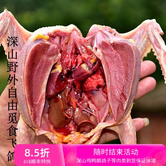 鸽子肉新鲜现杀土鸽子乳鸽笨鸽柴飞鸽老鸽深山野外自由觅食每只价