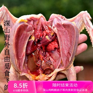 鸽子肉新鲜现杀土鸽子乳鸽笨鸽柴飞鸽老鸽深山野外自由觅食每只价