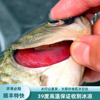生态鲫鱼公鱼杂鱼昂刺鱼黑鱼鲤鱼