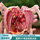 鸽子肉新鲜现杀土鸽子乳鸽笨鸽柴飞鸽老鸽深山野外自由觅食每只价