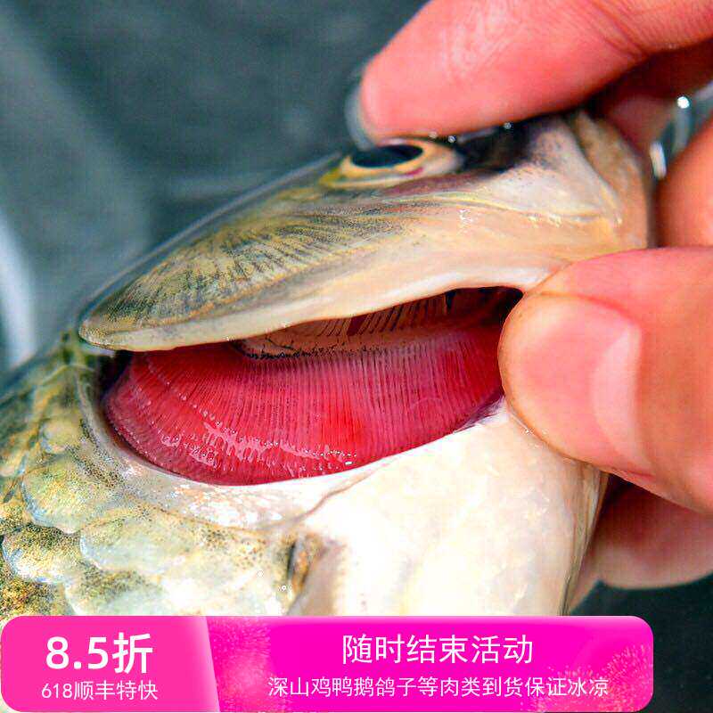 饮用水级别生态鲫鱼河虾黑鱼公鱼杂鱼嘎鱼三斤起发五斤包邮每斤价