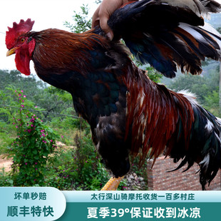 三年公鸡土鸡农家散养走地鸡大公鸡柴鸡太行山正宗笨鸡整只老公鸡