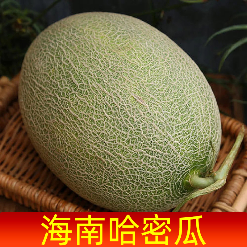海南晓密25哈密瓜现摘网纹瓜西州蜜瓜当季新鲜水果孕妇儿童水果