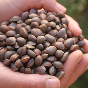 松鼠粮食精品雪松子大松子鹦鹉粮主食仓鼠零食皮薄肉互动喂食会东