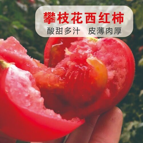 四川攀枝花西红柿新鲜现摘生吃水