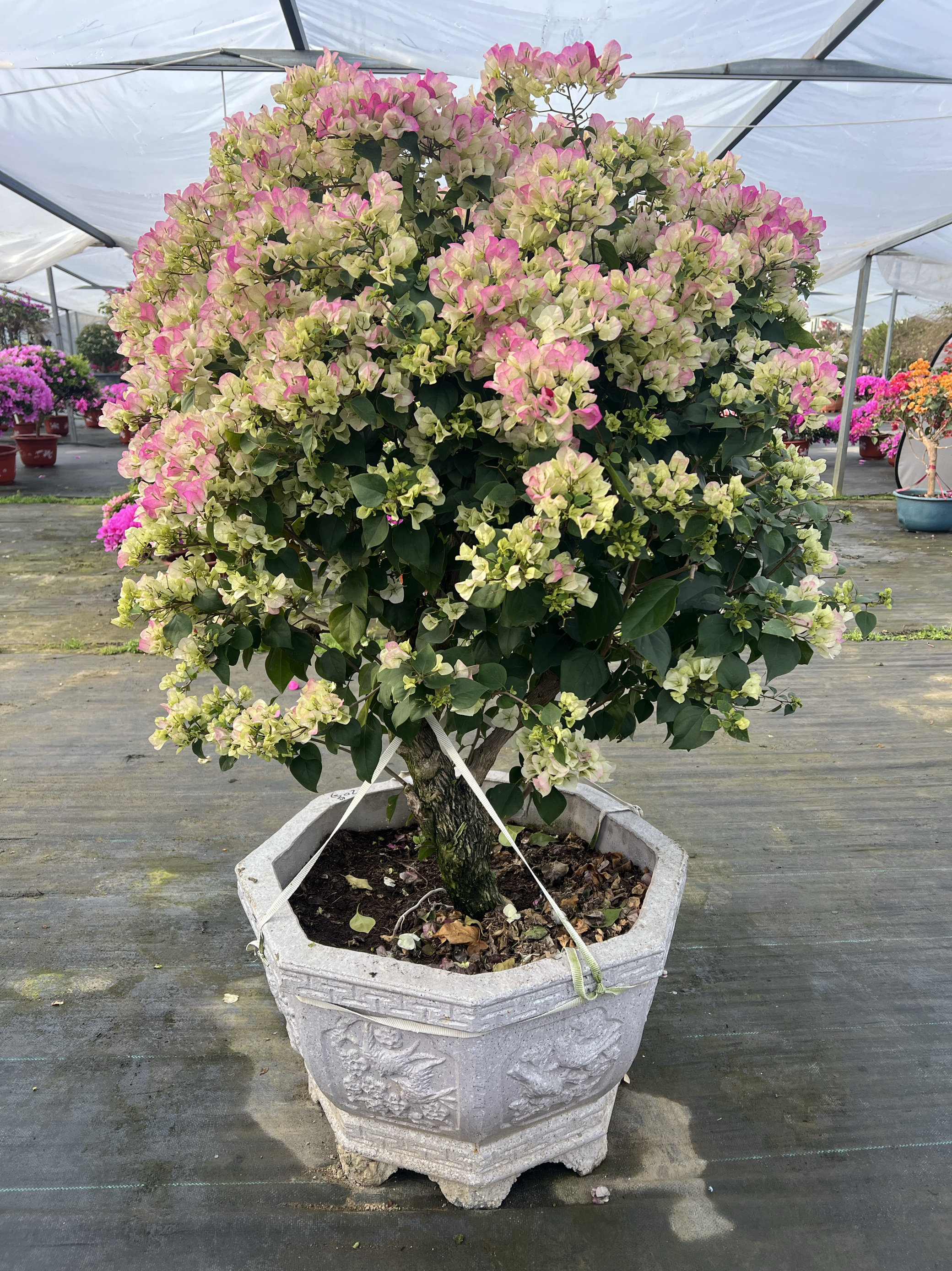 绿樱三角梅老桩大树型四季开花勤花好养多年生