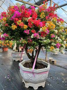 泰国五雀三角梅四季开花颜色鲜艳勤花好养