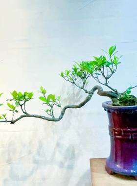 海岛栀子花一物一拍老桩盆景大飘水横枝喜阴树苗十大名贵阳台栽植