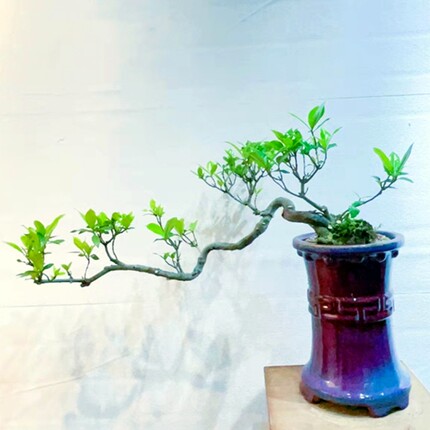 海岛栀子花大飘枝一物一拍水横老桩名贵盆景阳台栽喜阴结黄果树苗