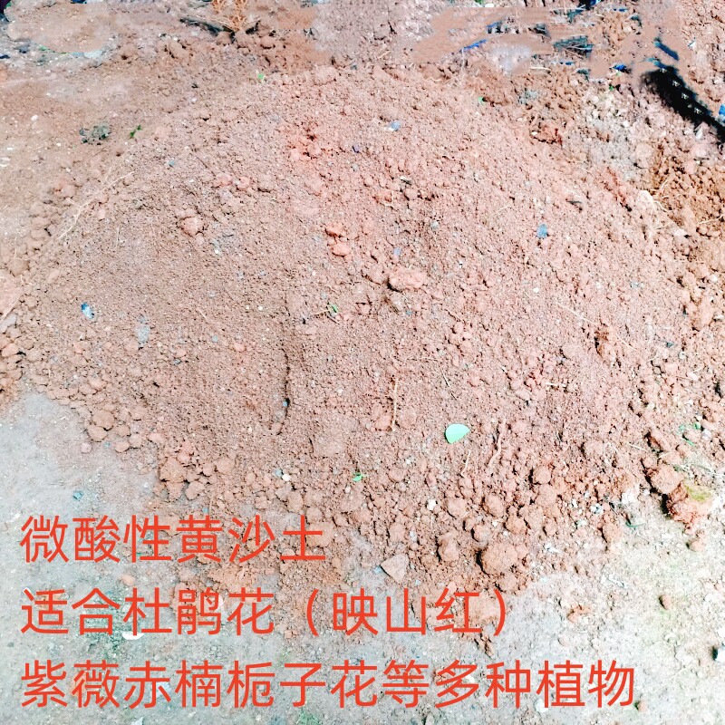 室内盆景树栽培黄沙土杜鹃赤楠紫薇金桂栀子花乌饭树老桩直播选拍