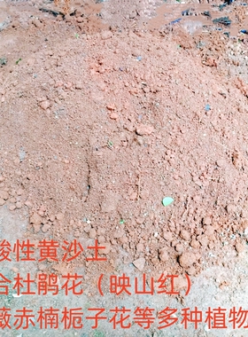 室内盆景树栽培黄沙土杜鹃赤楠紫薇金桂栀子花乌饭树老桩直播选拍