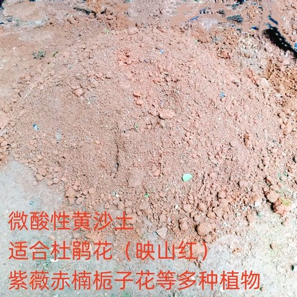 室内盆景树栽培黄沙土杜鹃赤楠紫薇金桂栀子花乌饭树老桩直播选拍