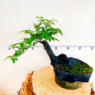 南烛乌饭树砧木嫁接野蓝莓苗