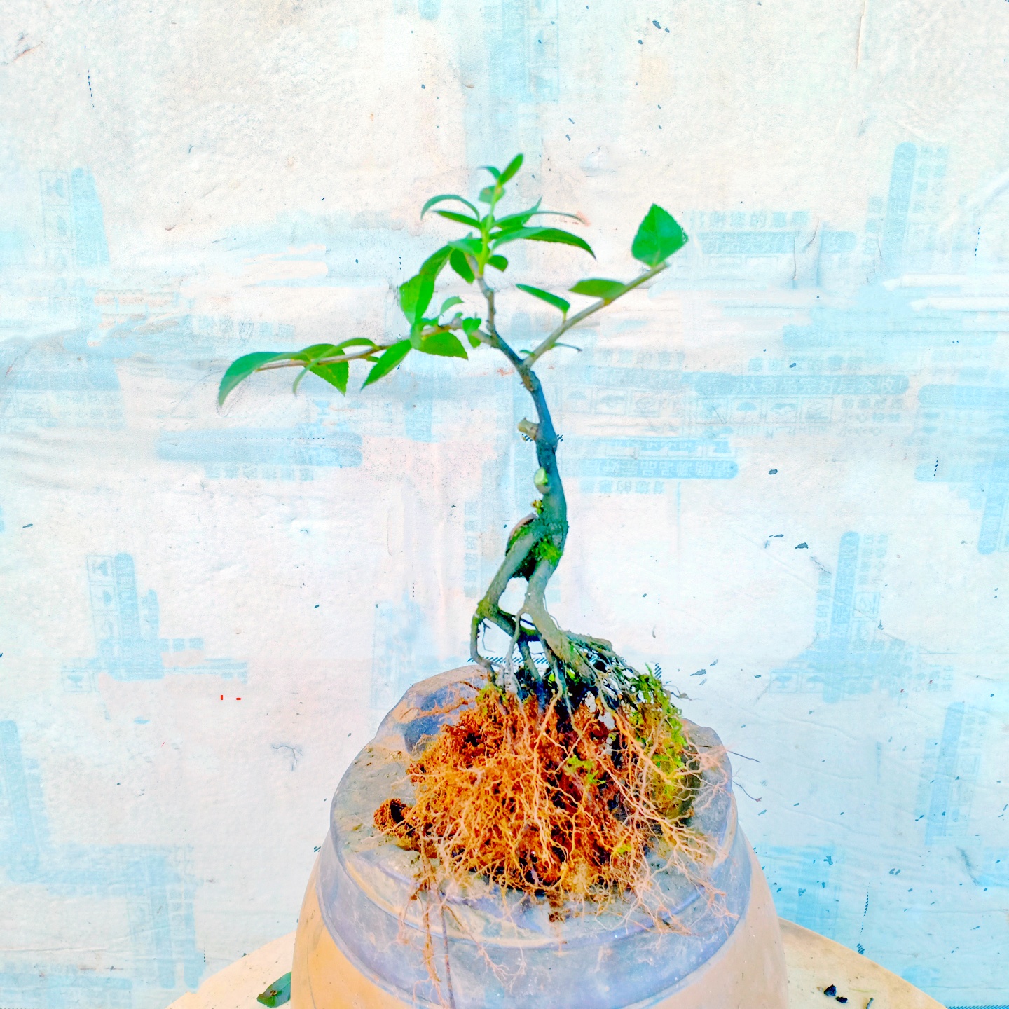 原生乌饭树盆栽老桩小叶造型盆景