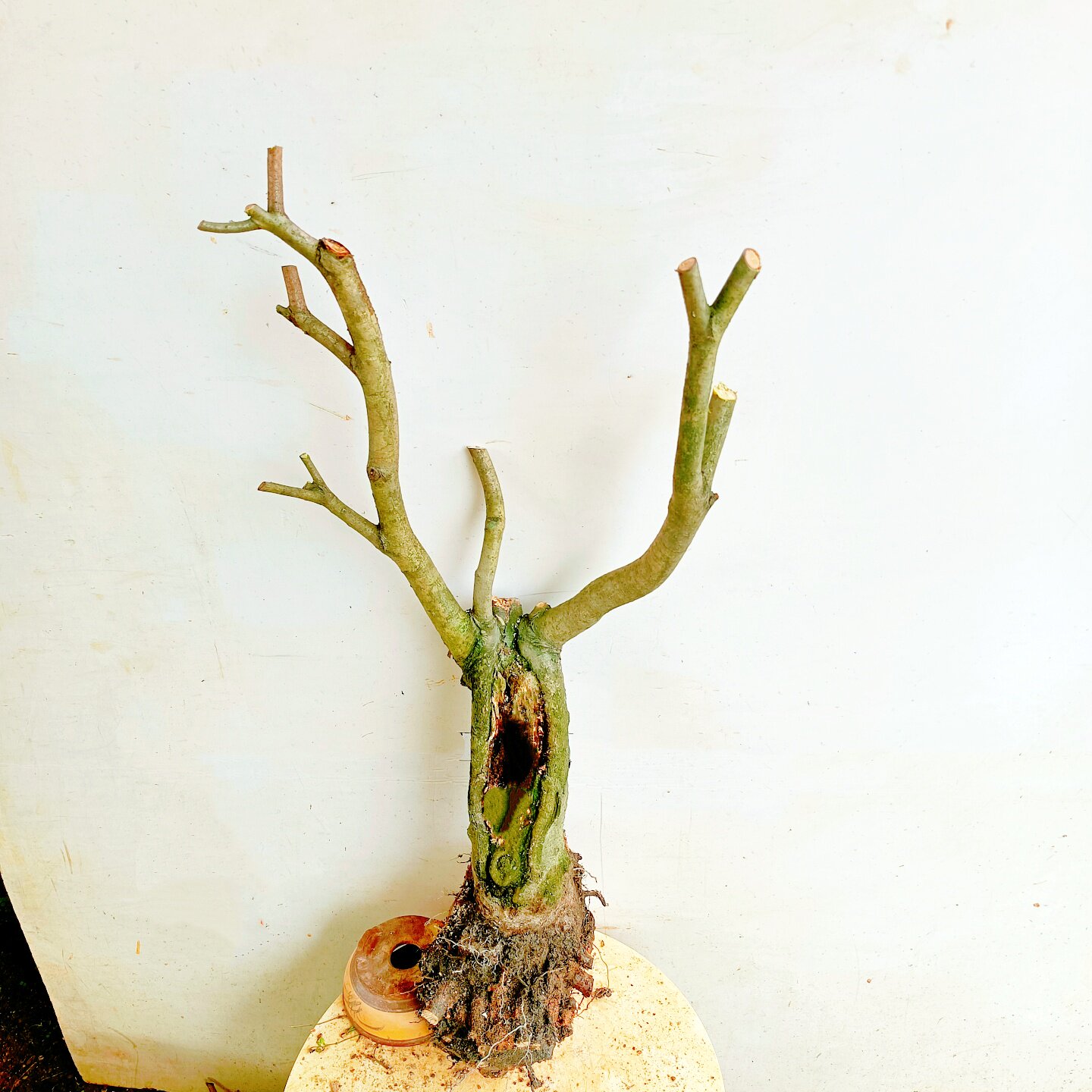 庭院室内盆景杨梅树老桩果苗原生造型栽植一物一拍可嫁接新品顺丰