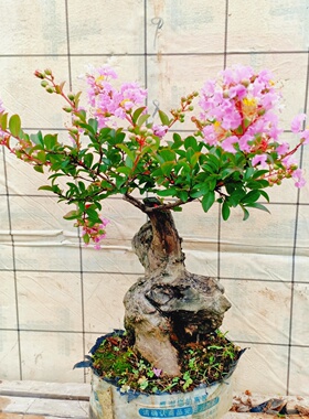 办公绿植紫薇花盆栽树苗老桩景植物小型矮霸一物一拍十大名贵提根