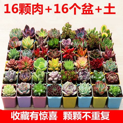 多肉植物盆栽组合豪华套餐