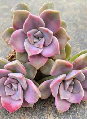 紫乐多肉老桩多头单头盆栽爆头紫色新手好养家庭阳台露天植物绿植