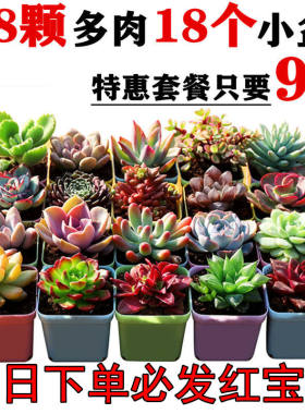 多肉植物精品组合桌面绿植