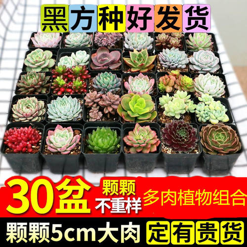 多肉植物带盆栽好防辐射易养