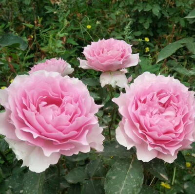 粉色天方夜谭灌木月季