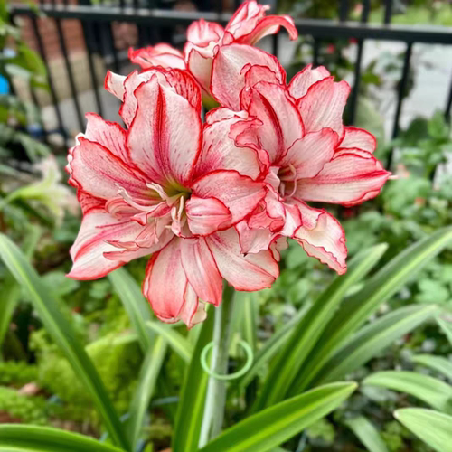 白肋鬼魅/鬼P朱顶红开花球下侧