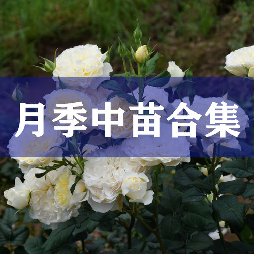 丨月季中苗合集丨15厘米盆