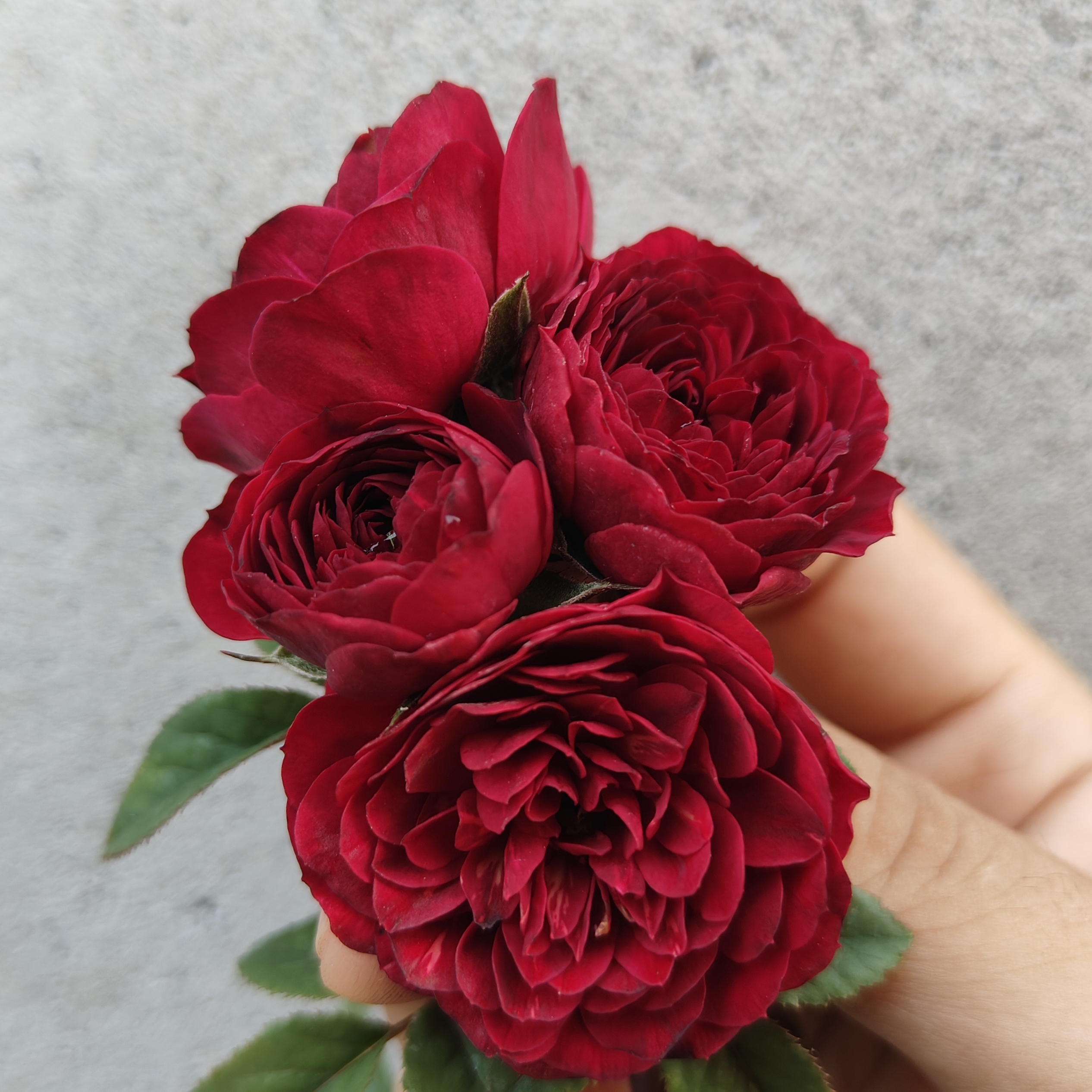 巧克力果汁微型月季黑红色