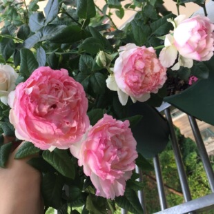 佩尔朱克 灌木月季 粉嫩仙女粉 波浪花边（强烈推荐）多季玫瑰花