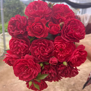 直觉果汁 微型月季 花量大复花快 株型直立 耐开耐雨耐晒  抗病