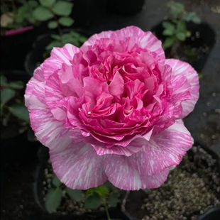 飞溅 伊芙嫡系 灌木月季  浓香花大 耐热耐开