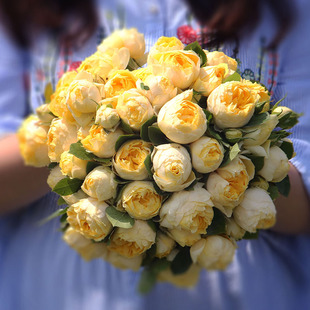 金丝雀 微型月季 包菜花型花量大复花快 丰花多花玫瑰盆栽阳台