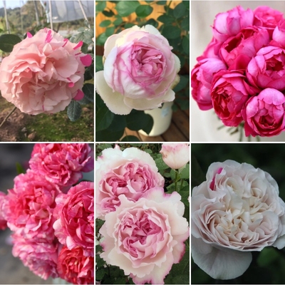 嫡系伊芙合集灌木月季大花浓香