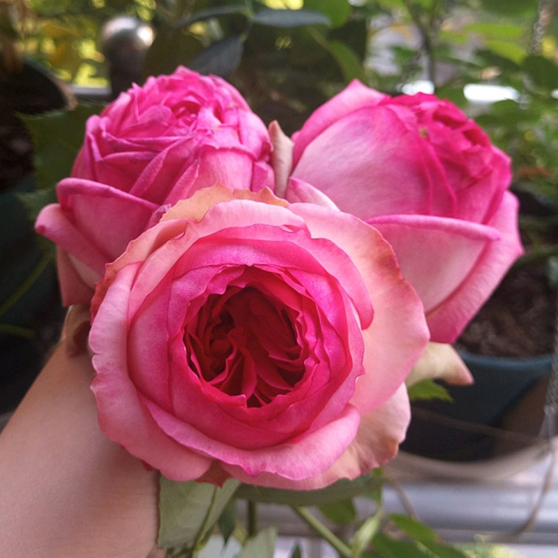 第(一)夫人 灌木月季 长势快抗病 包子花型 花园庭院多季玫瑰