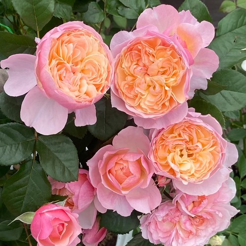 花漾河谷2025年新苗根接小苗合集