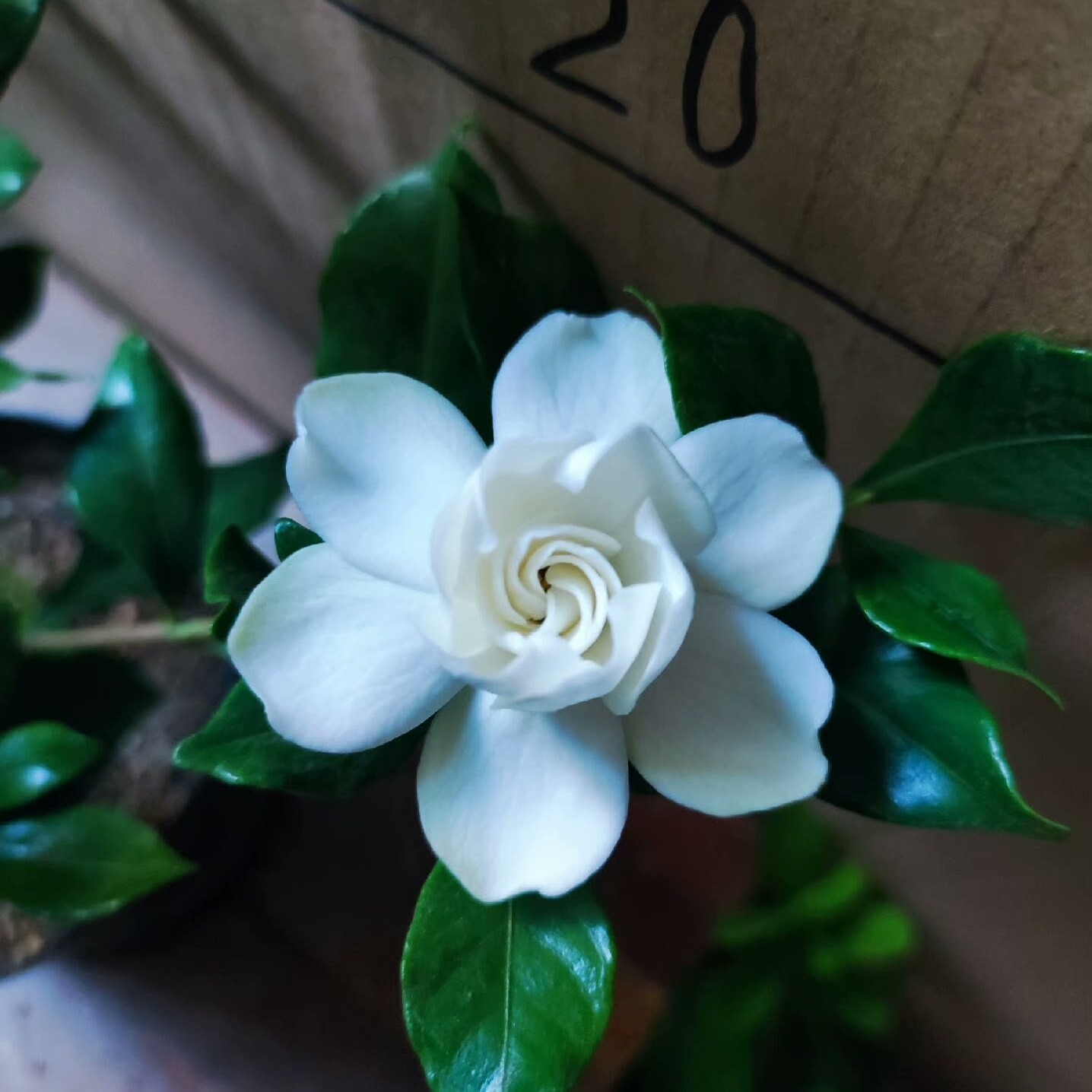 玉环栀子花（一物一拍）重瓣花图片