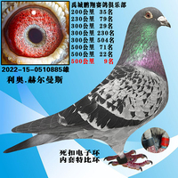 工棚信鴿種鴿信鴿種鴿幼鴿血統(tǒng)鴿