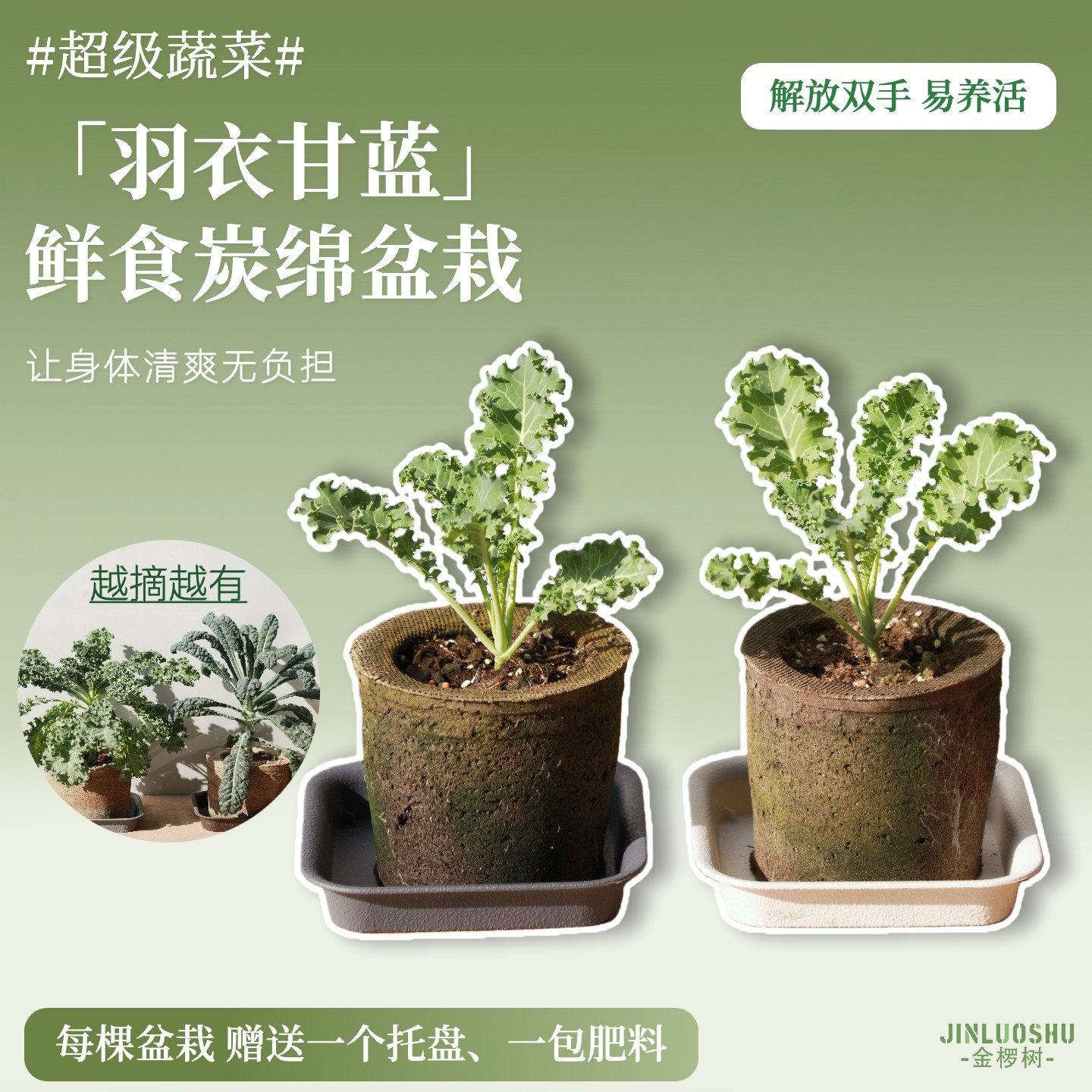 新鲜食羽麒麟羽衣甘蓝炭绵花盆栽皱叶蔬菜苗懒人易活无土栽培绿植