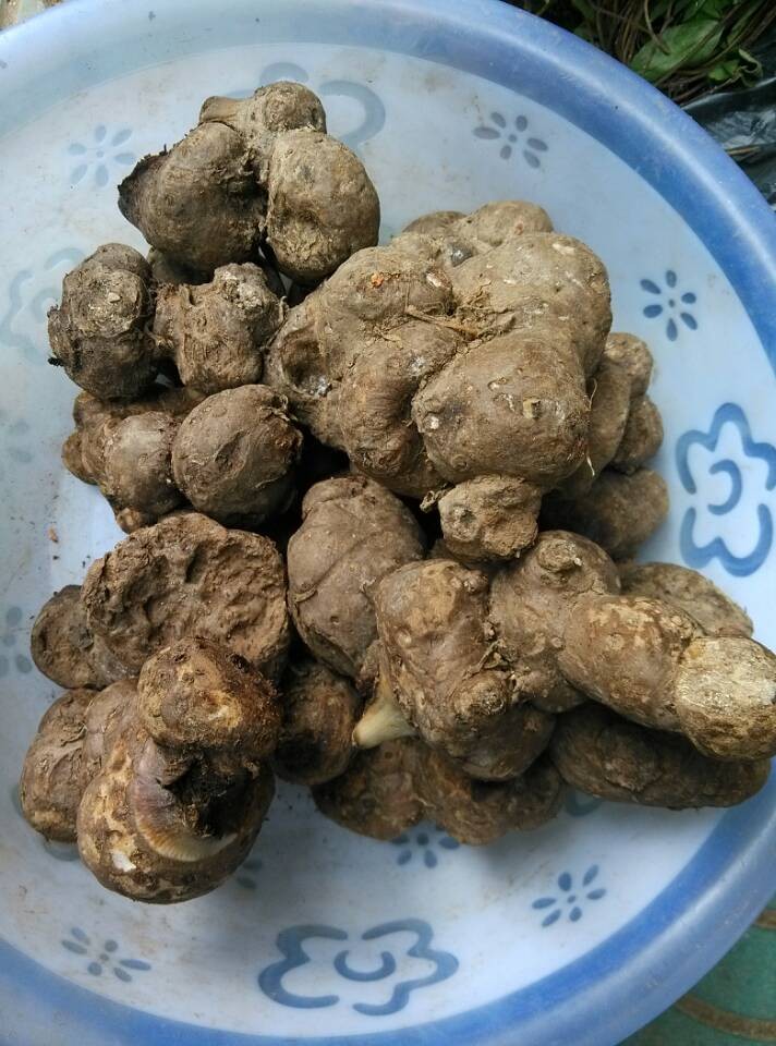 纯正中草药材铁灯台,青脚连,独脚莲 纯根新鲜品 无名肿毒新鲜品