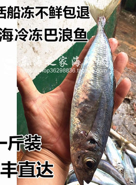 东海巴浪鱼鲜活速冻深海鱼