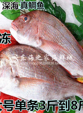 真鲷鱼鲜活速冻加吉鱼深海鱼