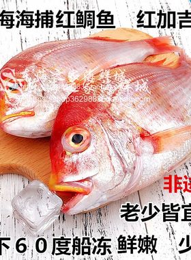 2斤装红鲷鱼新鲜加吉鱼莲子鲷