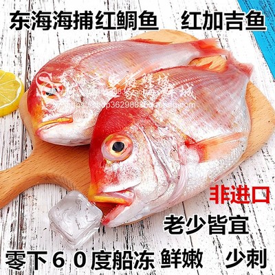 2斤装红鲷鱼新鲜加吉鱼莲子鲷