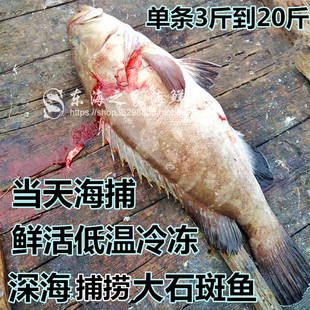 包邮深海大石斑鱼大花斑鱼新鲜海鱼低温冷冻海鲜水产品5斤8重整条