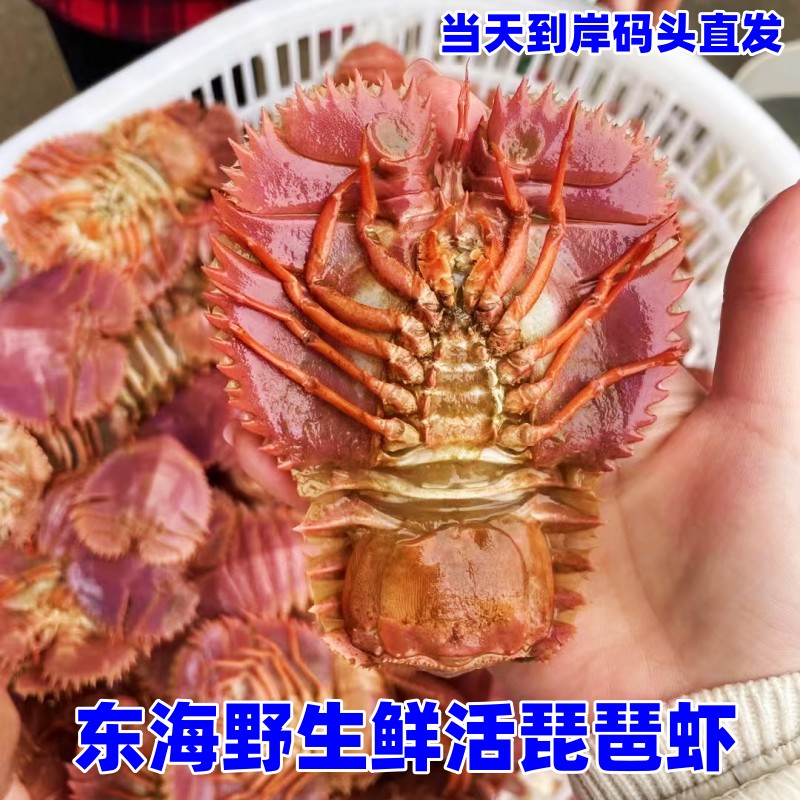 包邮东海野生琵琶虾鲜活九齿扇虾新鲜虾排活虾刺身虾海鲜水产3斤