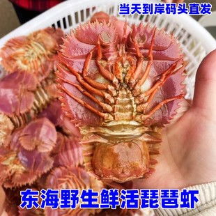 包邮东海野生琵琶虾鲜活九齿扇虾新鲜虾排活虾刺身虾海鲜水产3斤