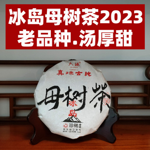冰岛母树茶200克饼】冰岛蜜兰香古树茶2023鲜爽厚甜 经典产品
