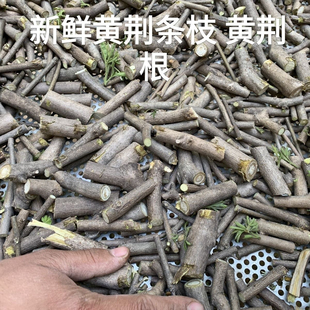 新鲜黄荆枝黄荆条农村山坡上黄枝叶荆条五指野生荆子正品中草药材