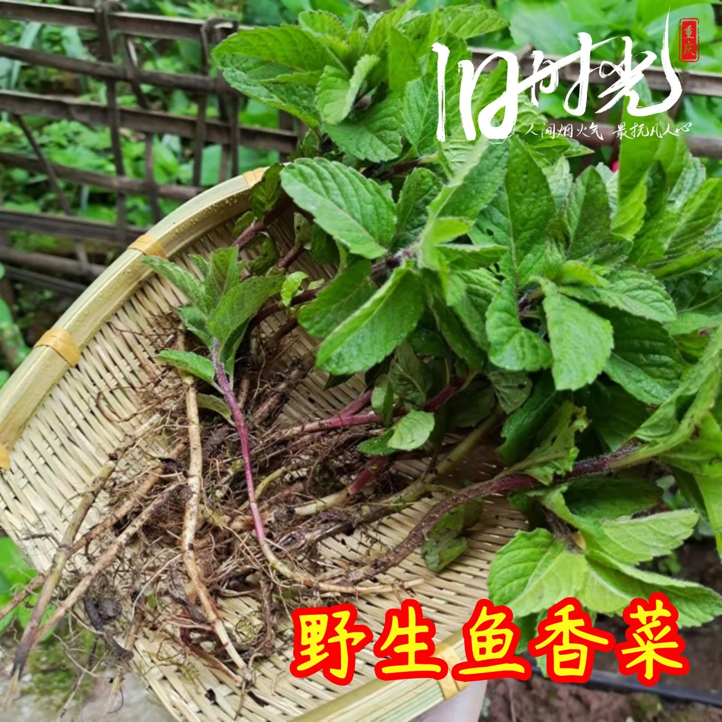 鱼香草苗新鲜香留兰香蔬菜食用农产品现挖一件10棵带泥发包邮