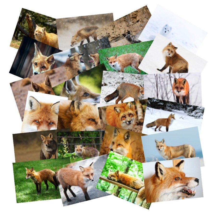 50张狐狸白狐红狐赤狐北极狐滑板冰箱行李箱电瓶车吉他涂鸦贴纸